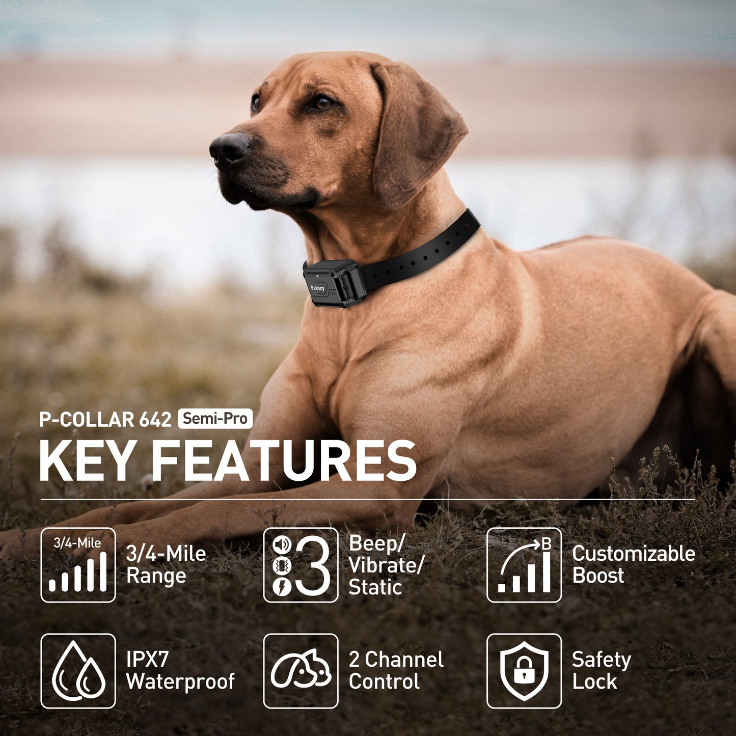 Dog Training Collar 642